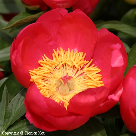 Paeonia 'Flame'